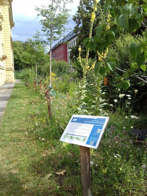 Der Lebensraumpfad Sommer 2019, ein blühendes Insektenparadies!