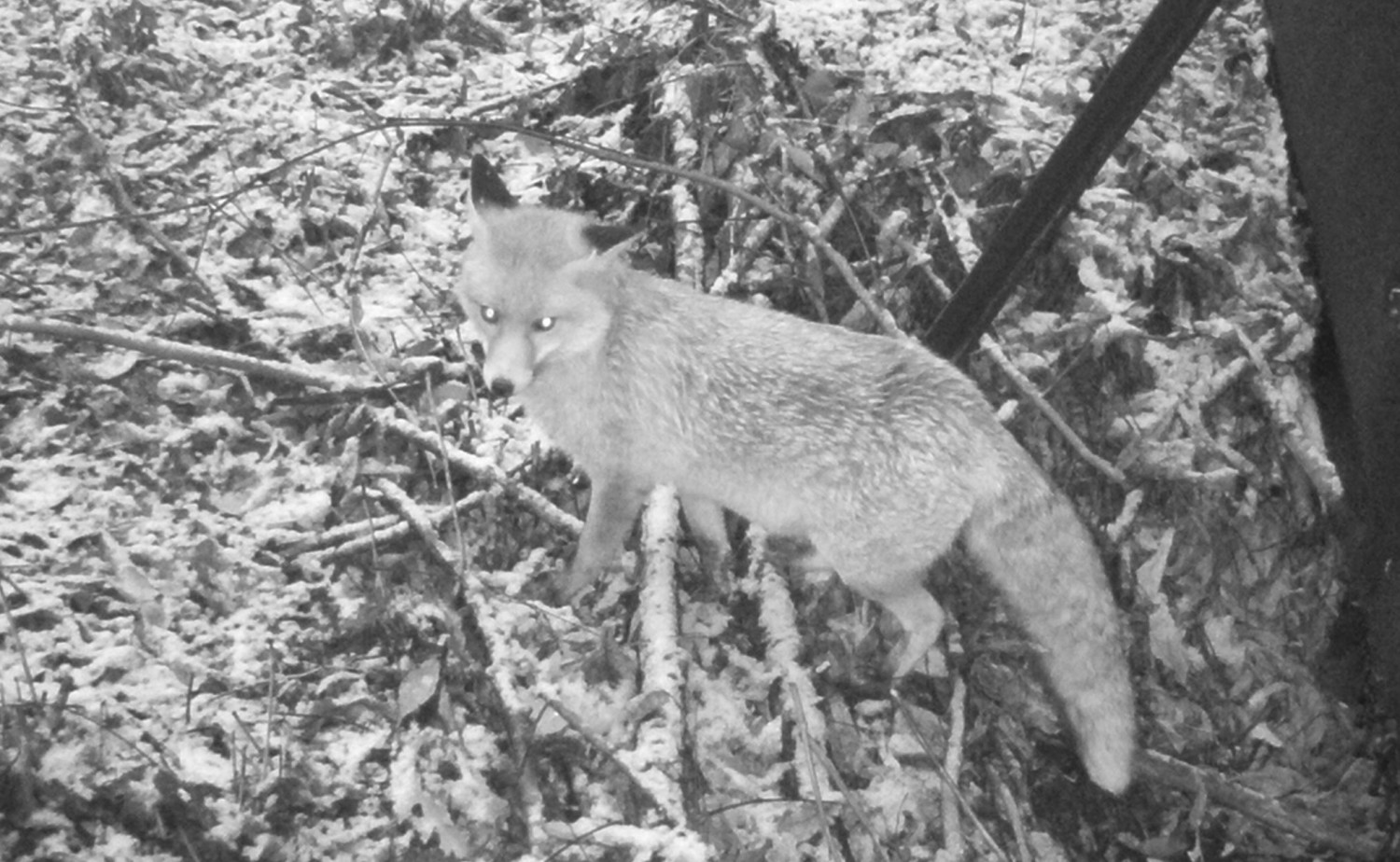 Fuchs bei Nacht in der Jungfernheide