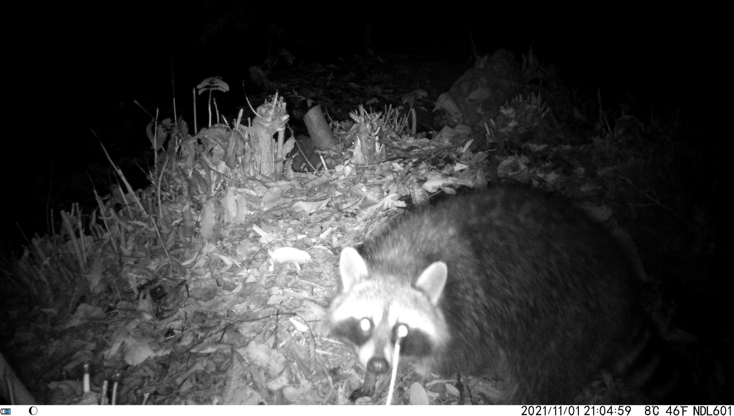 Der Waschbär schaut erstaunt in die Kamera