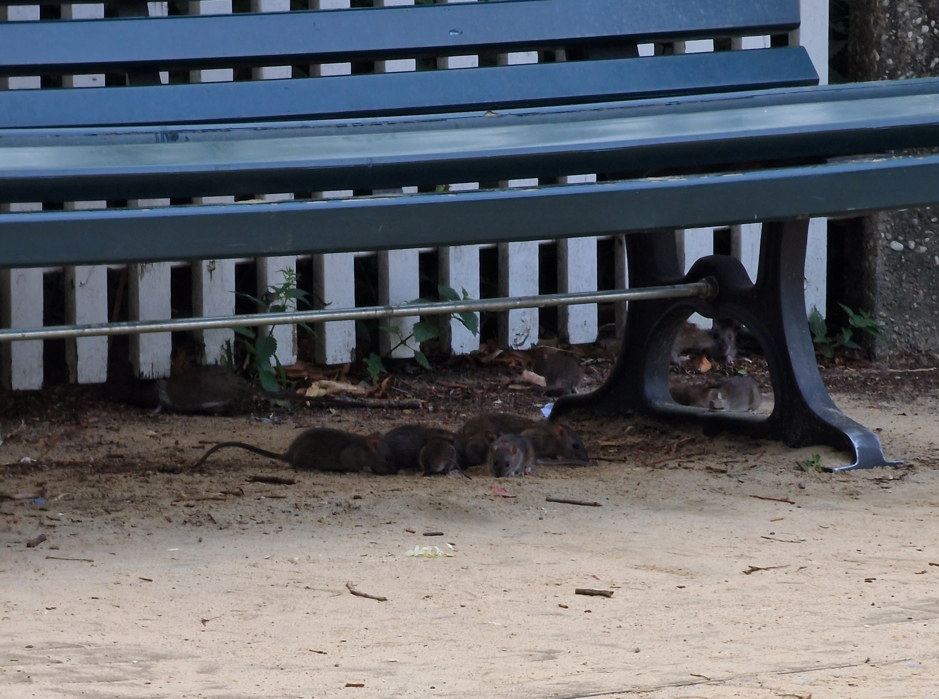 Ratten auf dem Spielplatz Klausenerplatz