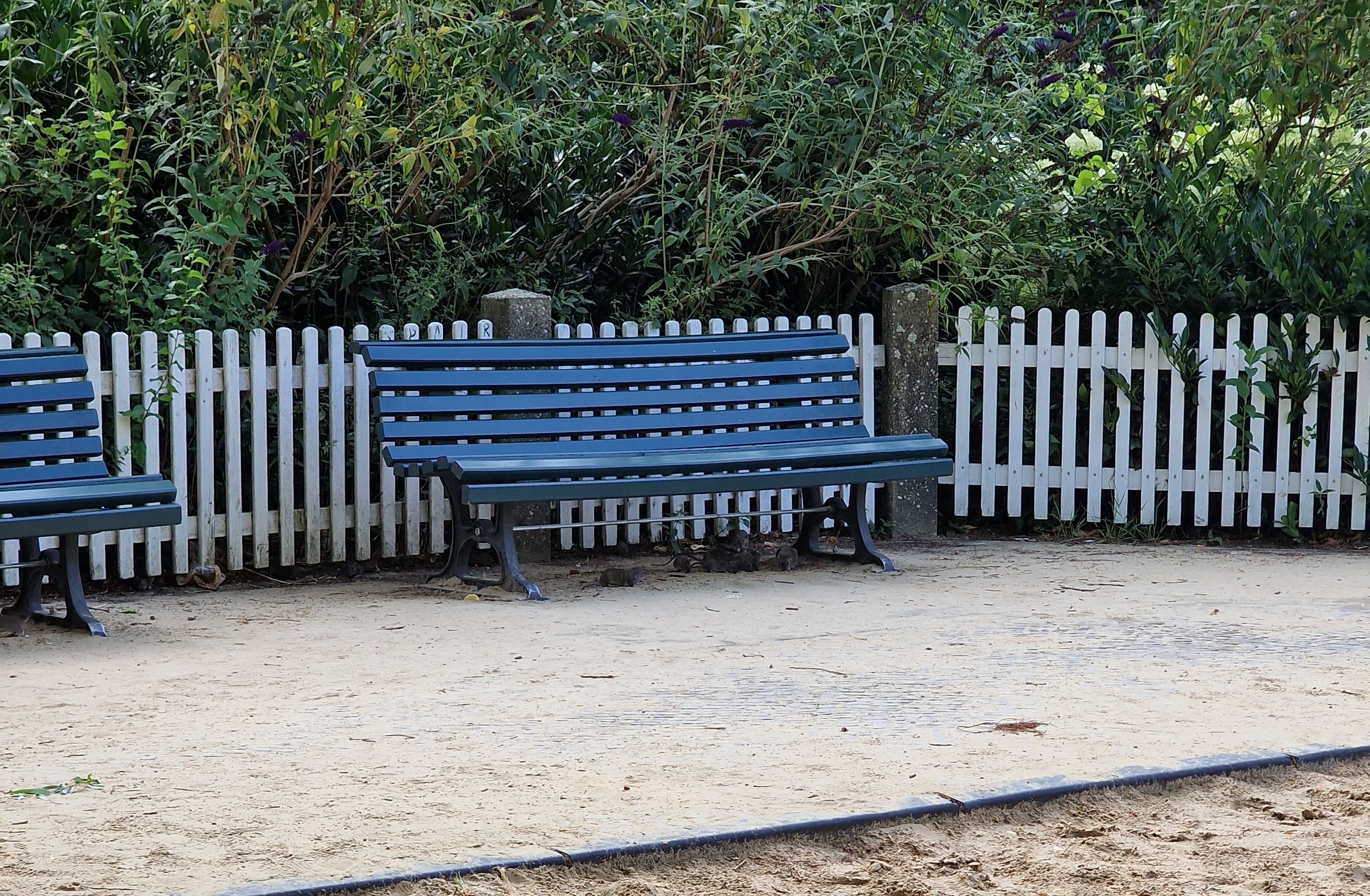 Ratten auf dem Spielplatz Klausenerplatz