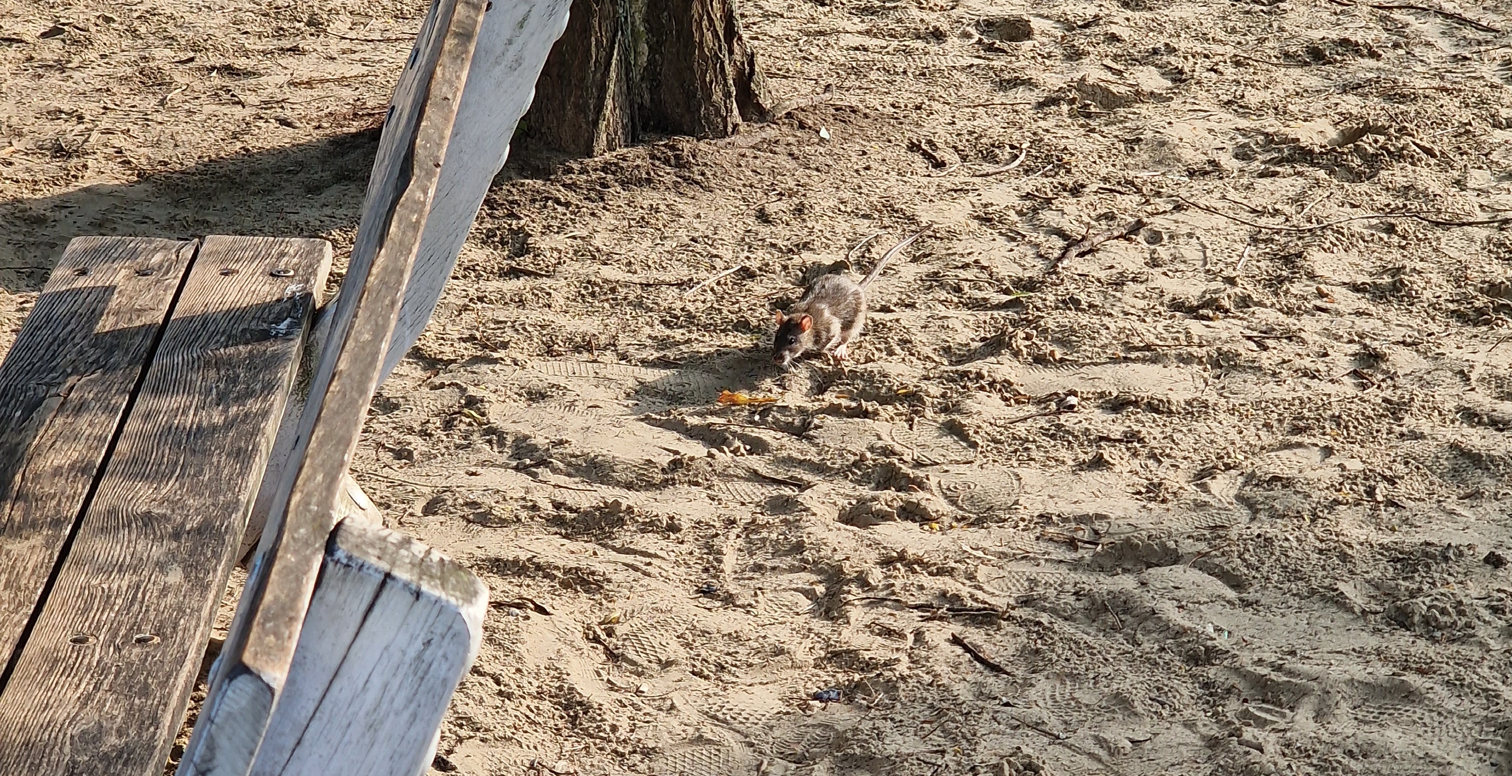 Ratten auf dem Spielplatz Klausenerplatz