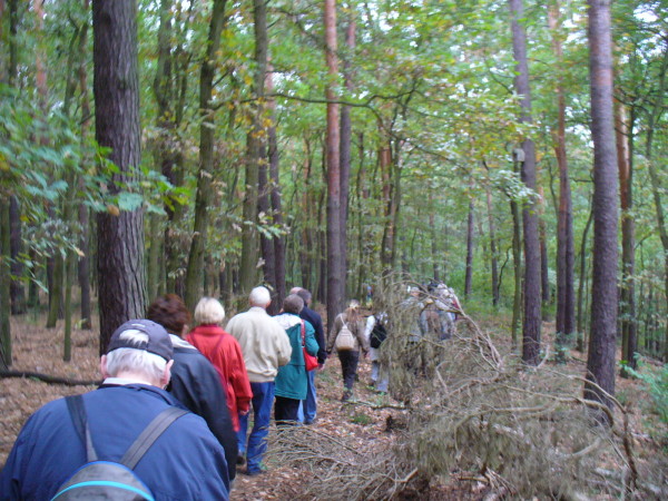 Im Gänsemarsch durch den Wald