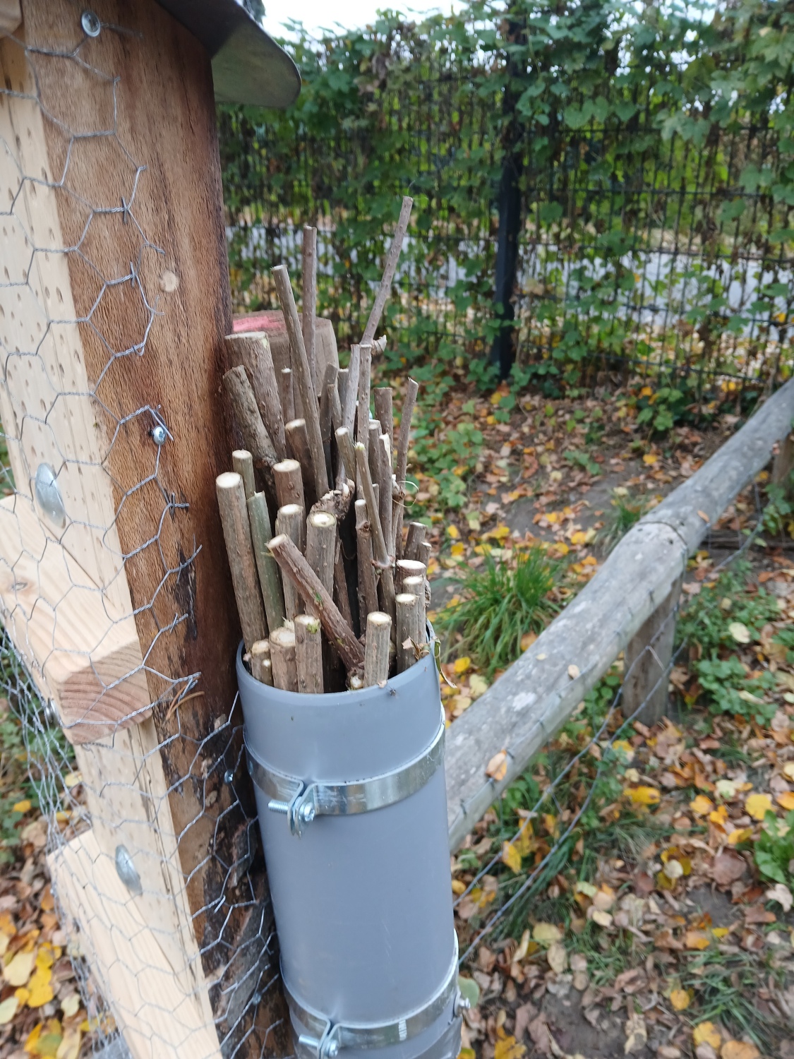 mehrere markhaltige Stängel für Wildbienen in einem Rohr