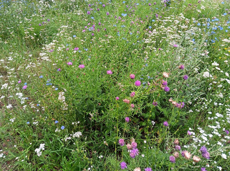 Betty-Hirsch-Platz Wildblumenwiese_2023