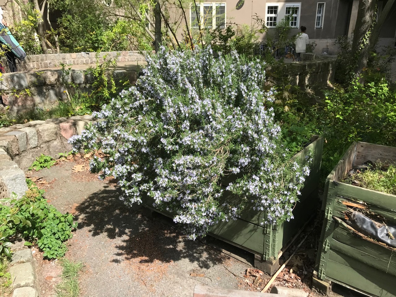 Blühender Rosmarinstrauch am Schiller-Gymnasium im Mai 2023