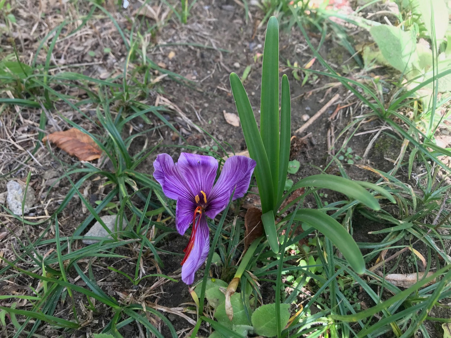 Ein herbstblühender Krokus.