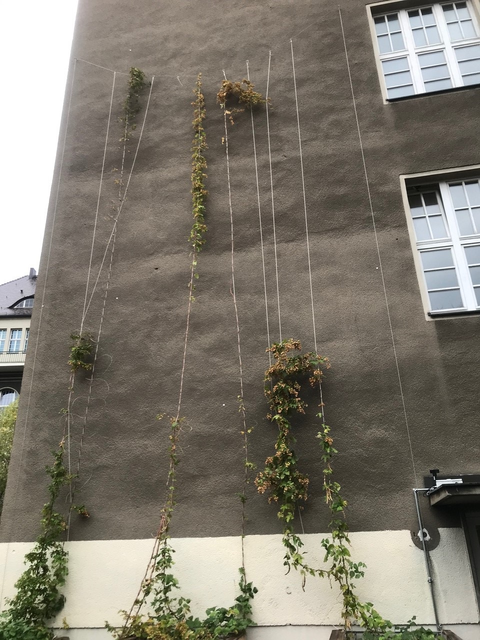 Ernte von Hopfen und Stangenbohnen als Fassadenbegrünung am Schiller-Gymnasium im Oktober 2023