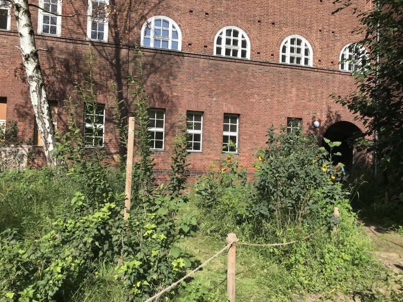 sonnige Staudenfläche im Schulgarten des Gottfried-Keller-Gymnasiums_2019