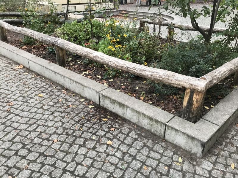 der Nasch- und Lehrgarten am Goethe-Gymnasium ist wieder üppig grün_2020