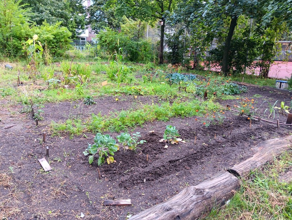 Angelegte Beete in der Robert-Jungk-Schule_2023