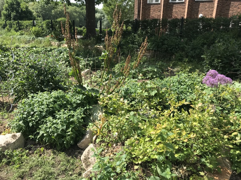 sonniges Kräutersteinbeet im SeeGarten in voller Pracht_2020