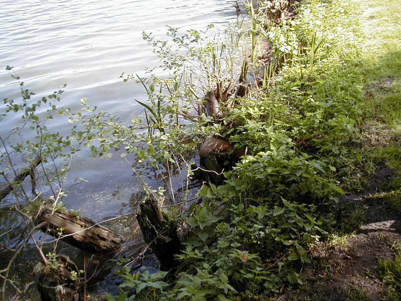 Ufervegetation des Grunewaldsees