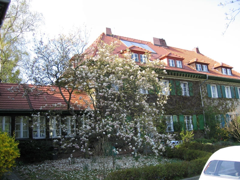Magnolienblüte in der Siegburger Straße