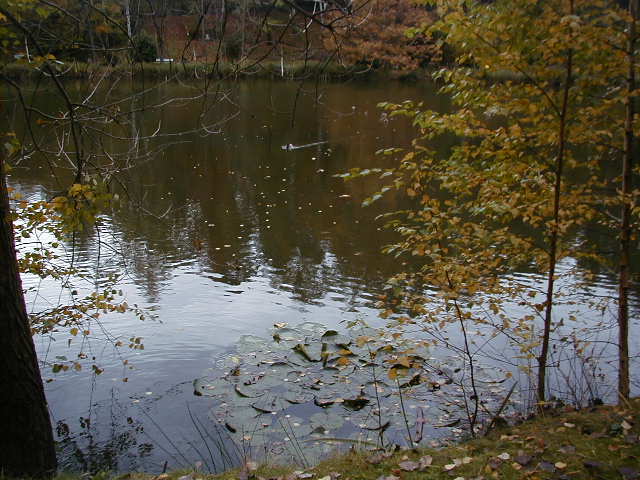 Der Sausuhlensee im Herbst