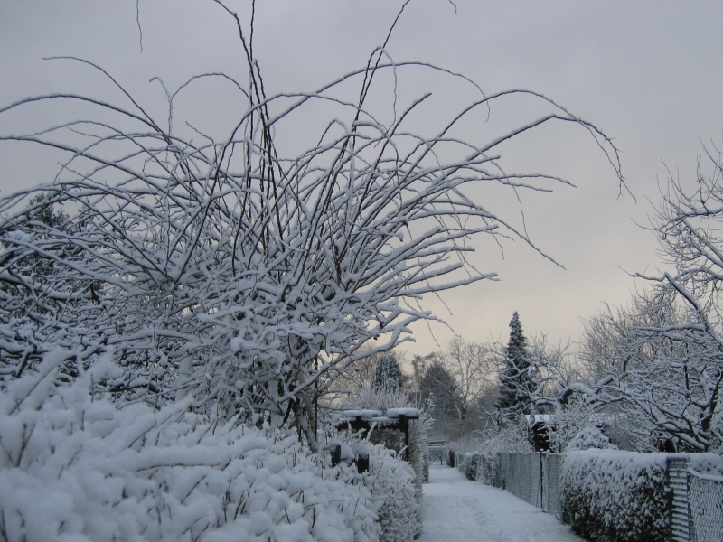 Winter in Wilmersdorf (Kleingartenkolonie Johannisberg)