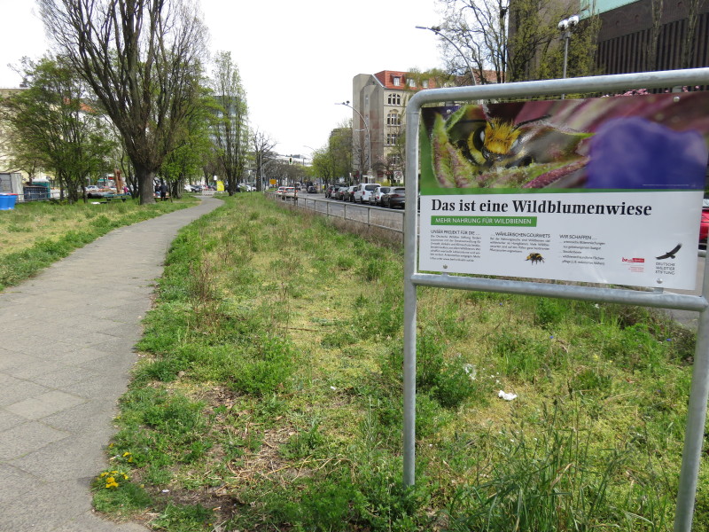 Bestäuberfläche am Hohenzollernplatz im Frühjahr 2020