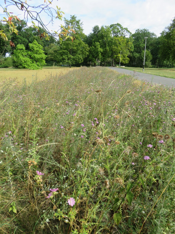 Ende Juli 2020 gibt es weiterhin einige Blüten für bestäubende Insekten