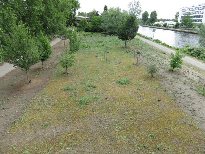 Blick auf die Bestäuberfläche von der Mörschbrücke aus gesehen 2020