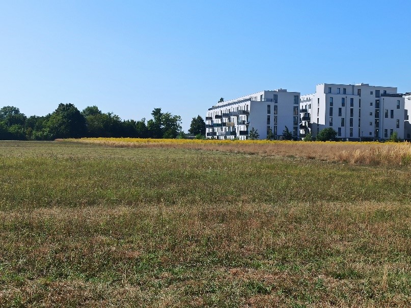 Ausgleichsfläche für Ziesel neben einem Neubauviertel