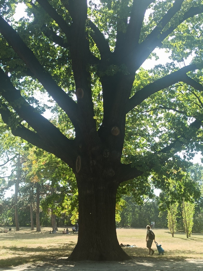 Beeindruckende Eiche im Auer-Welsbach-Park