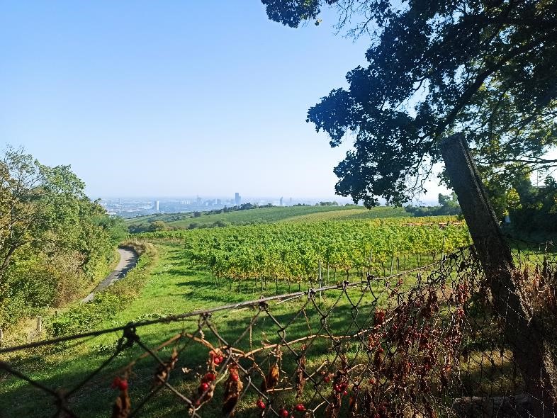 (Abschieds-)Blick über die Weinberge auf die Stadt