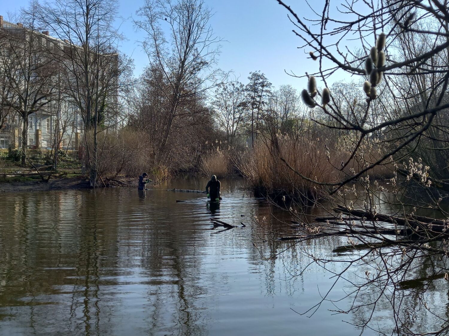 Einbringen eines schwimmenden Birkenstamms in den Teich als Brutschutz