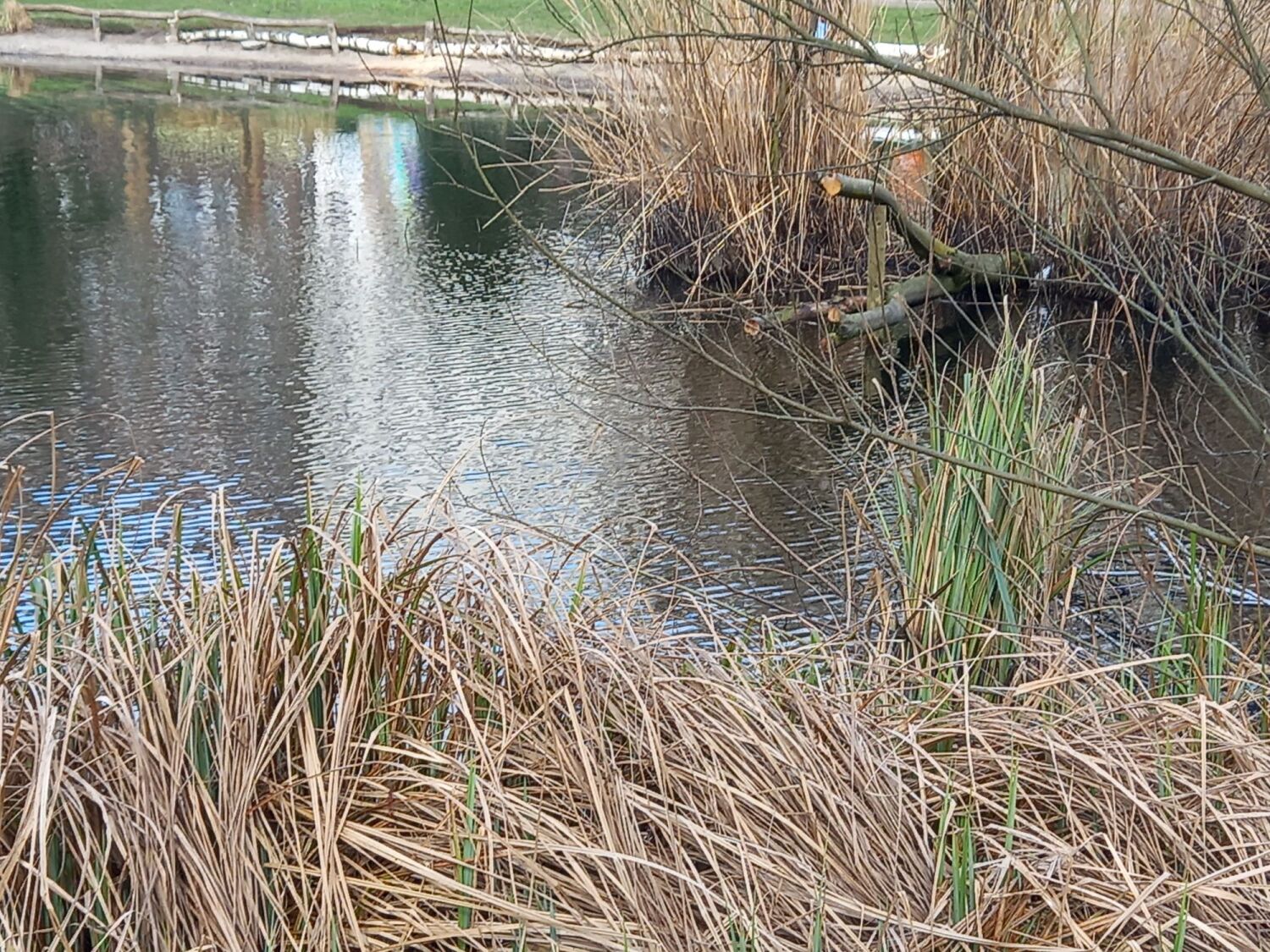 Noerdlicher Uferschutz und Raubaum als Aufsitz am Goerlitzer Parkteich