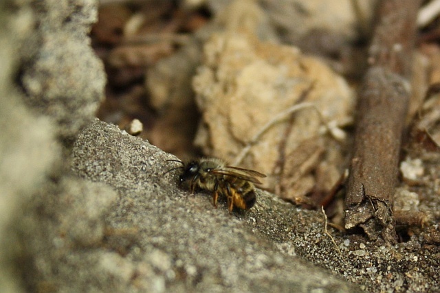 eine Wildbiene im Wäldchen