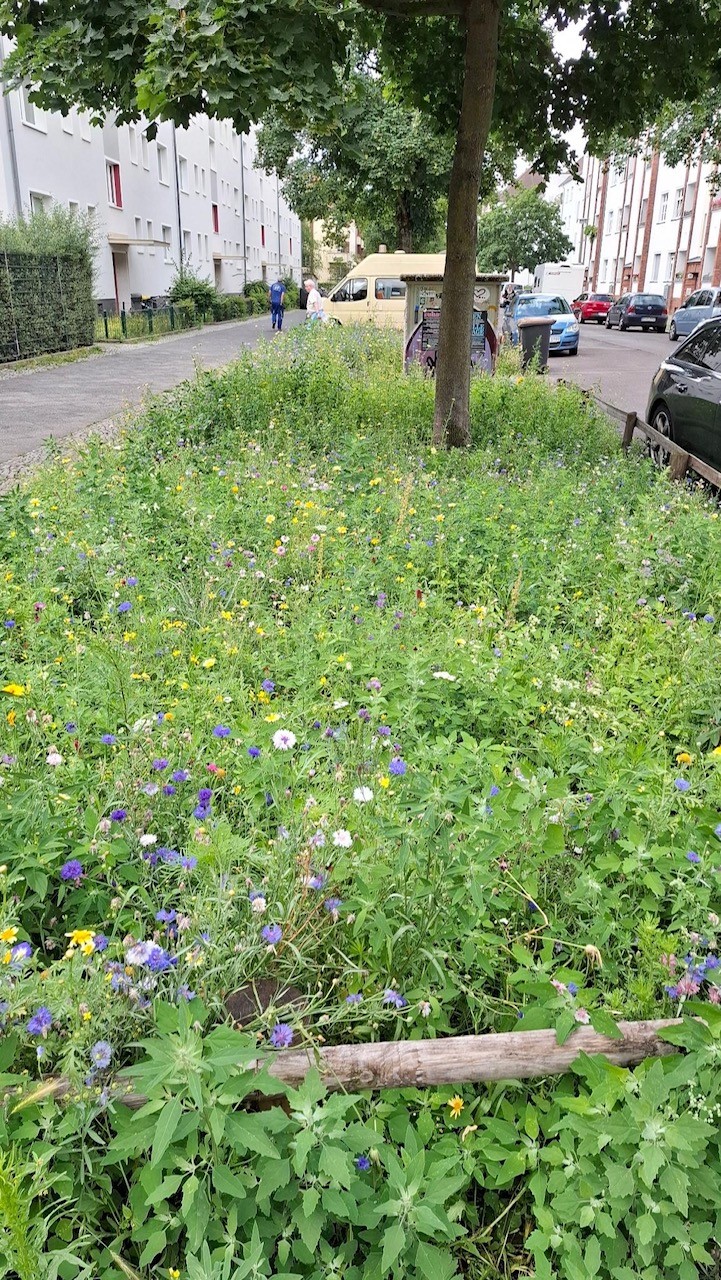 Verkehrsbegleitgrün Marie-Curie-Allee Ecke Zachertstraße