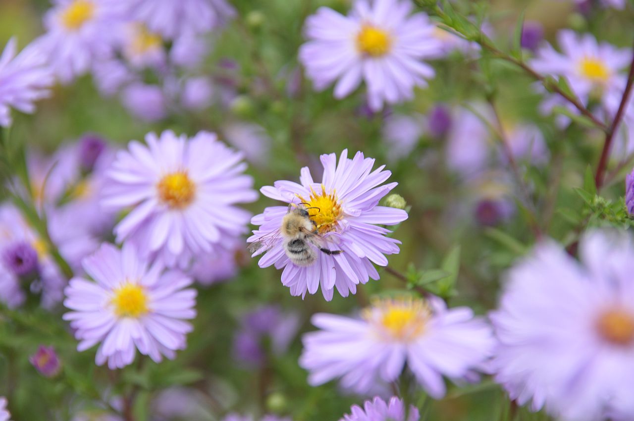 Wildbiene auf einer Aster auf der Dachterasse des FFM