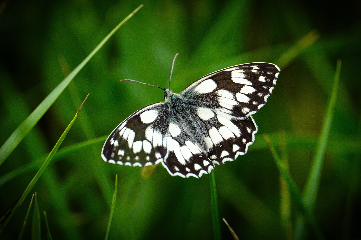 Schachbrettfalter