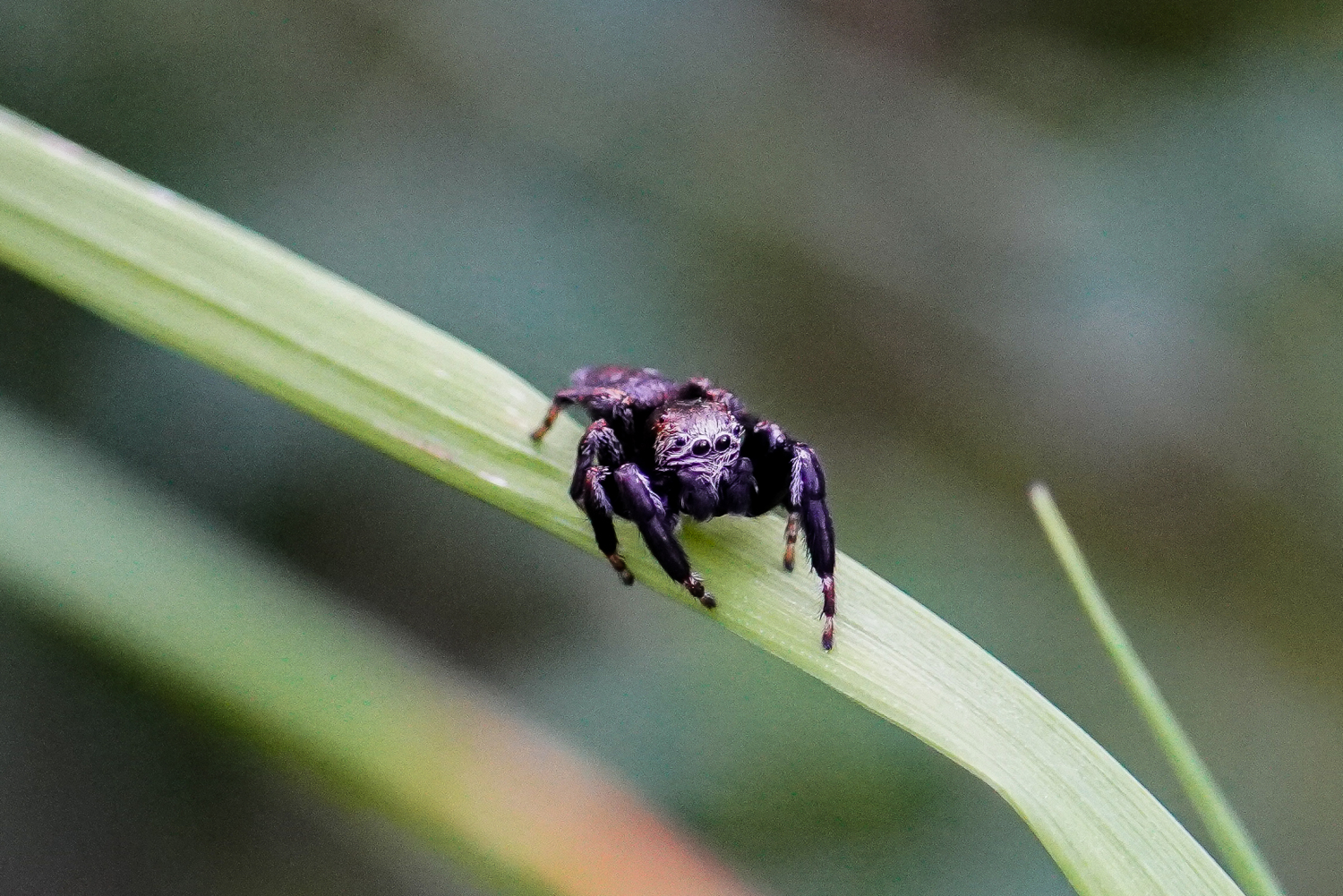 Evarcha (Springspinne)