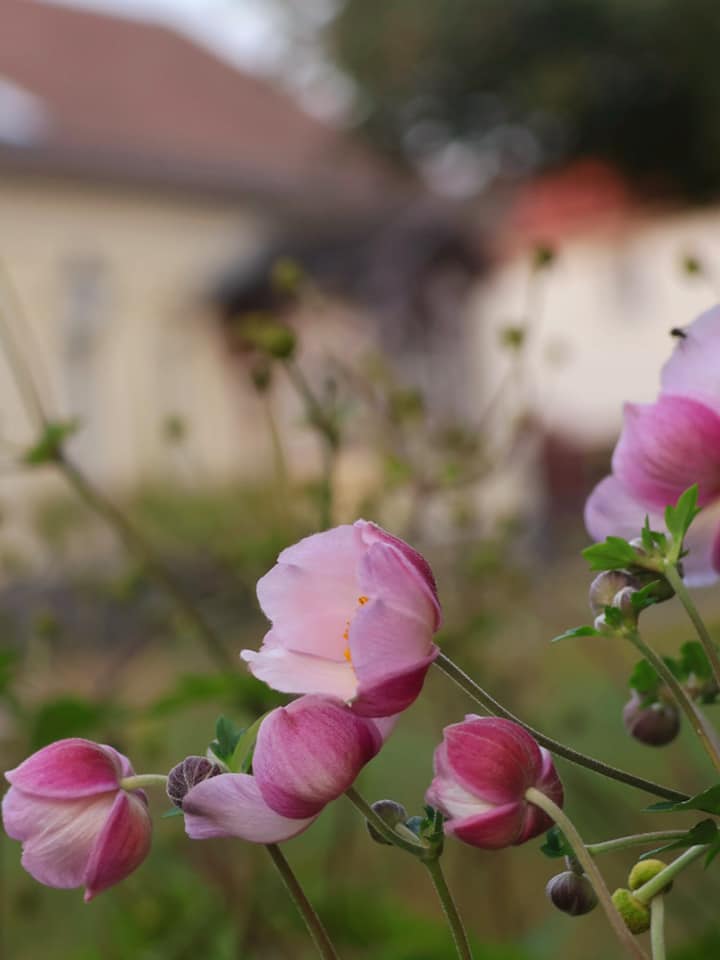 Herbst-Anemonen 