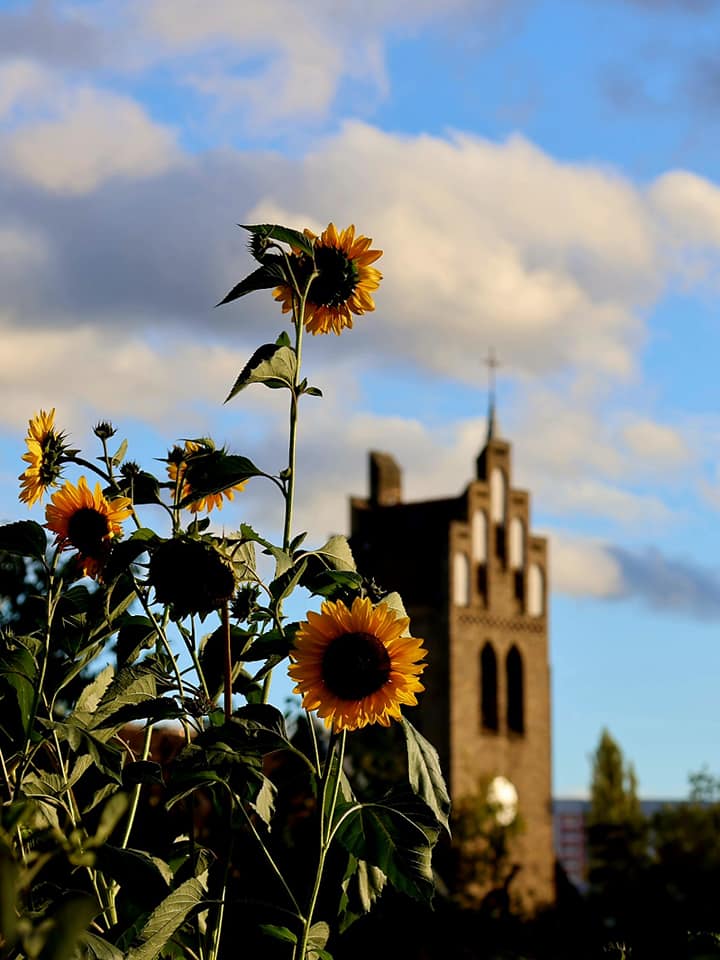 Sonnenblumen 