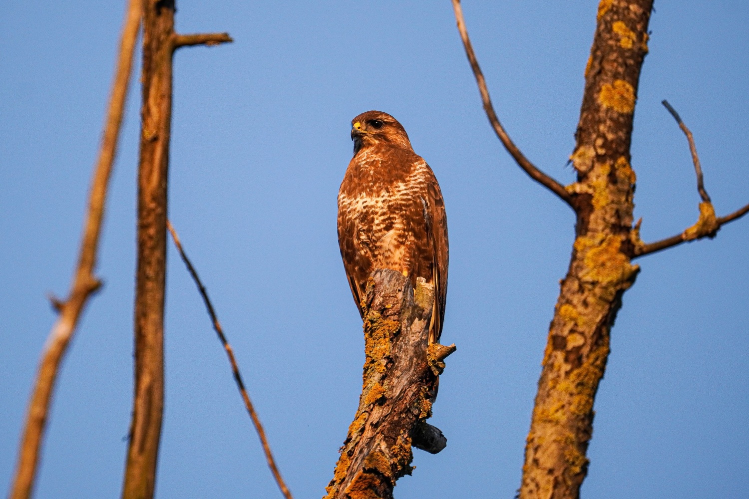 Mäusebussard