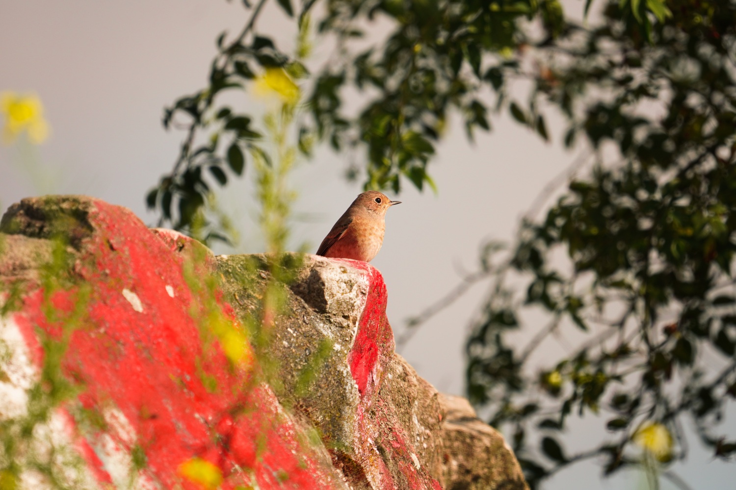 Steinschmätzer Jungvogel