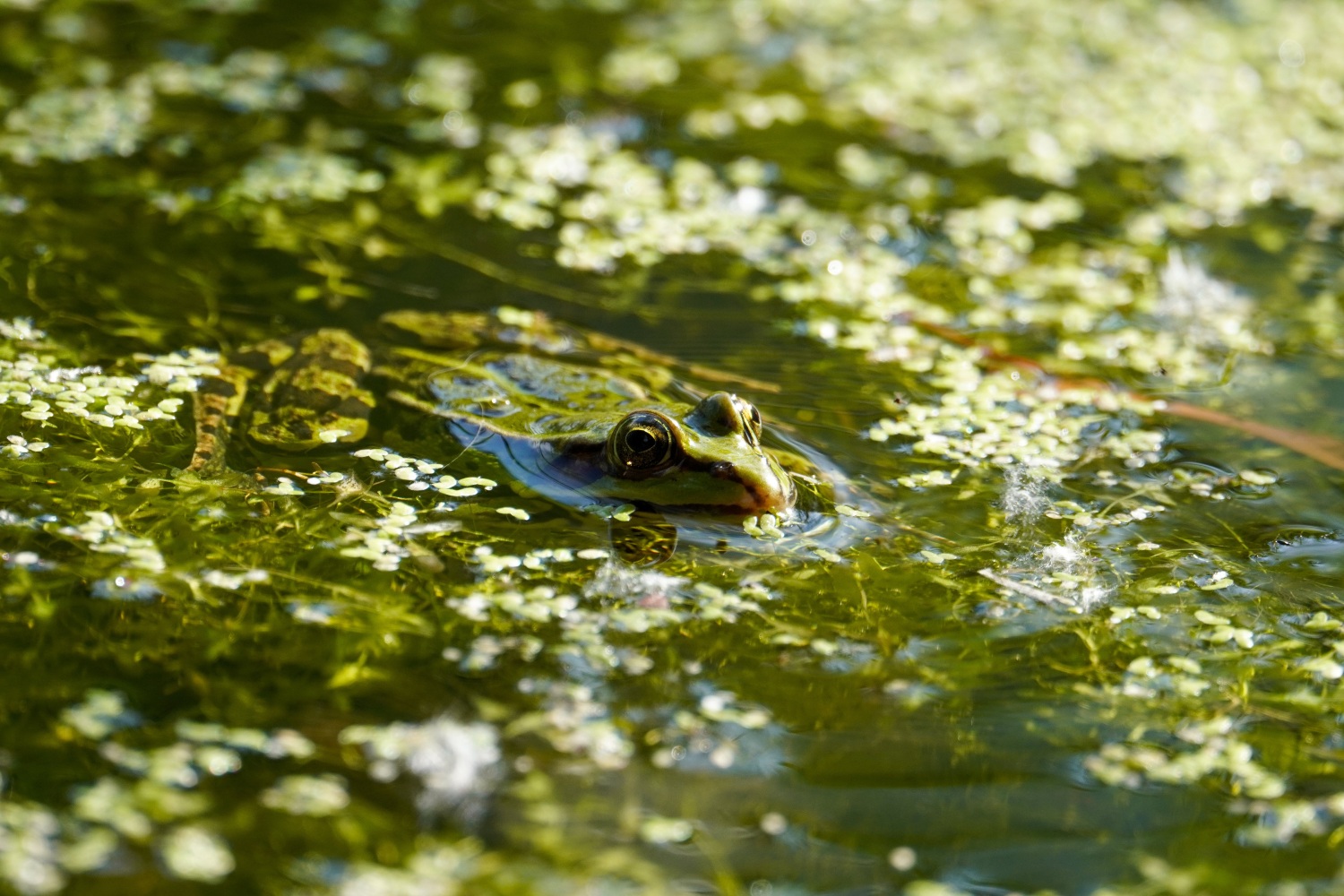 Teichfrosch