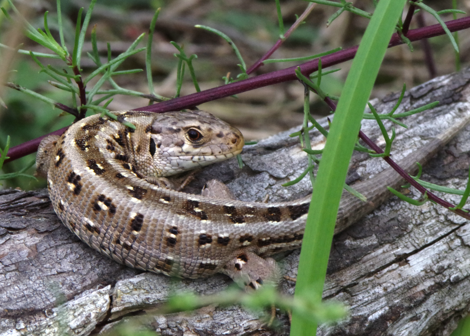 Zauneidechse (Lacerta agilis)