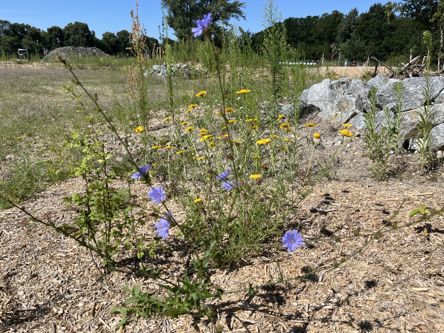 Wildblumen liefern Nahrung für Insekten.