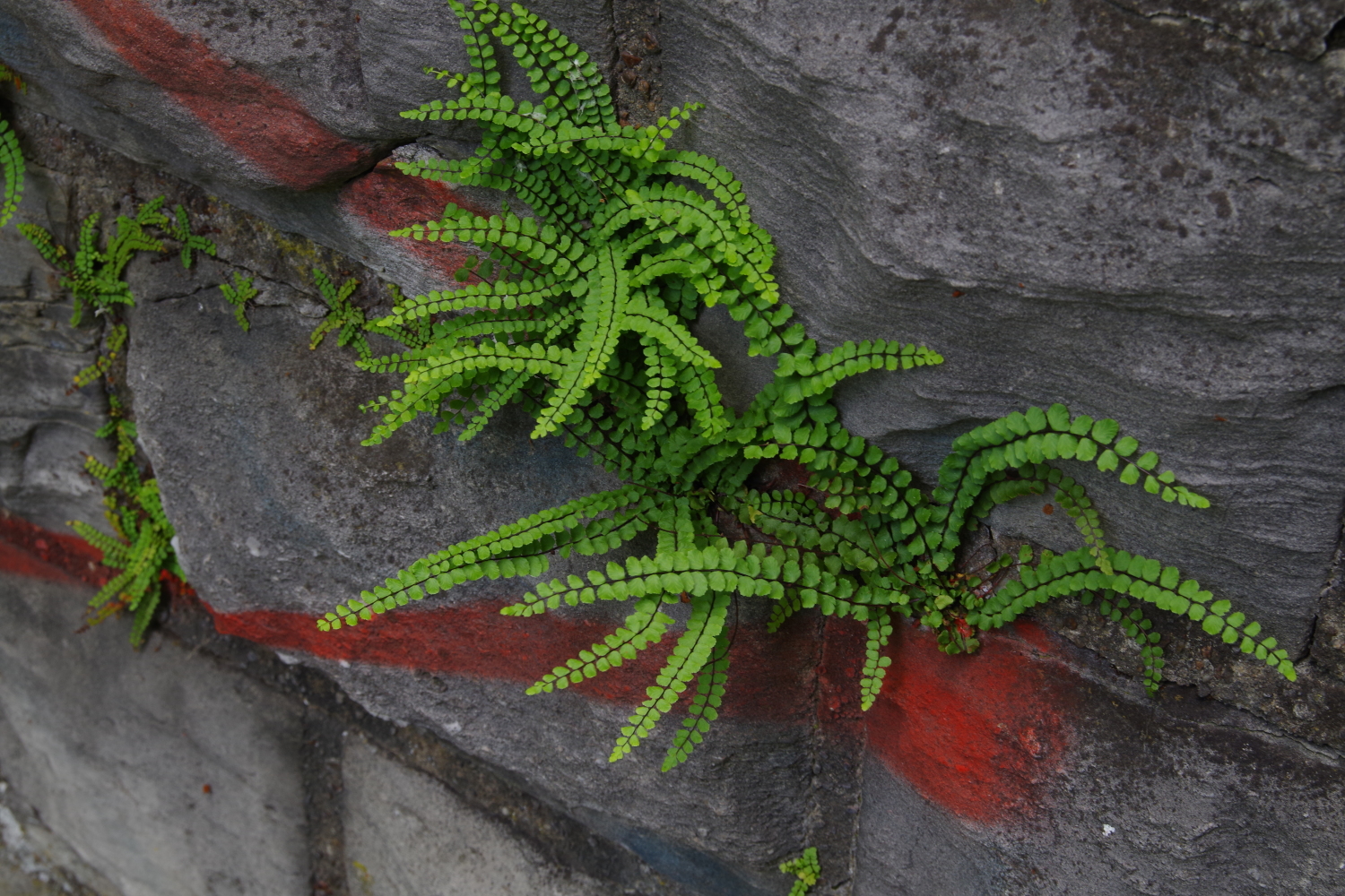 Braunstieliger Streifenfarn (Asplenium trichomanes)