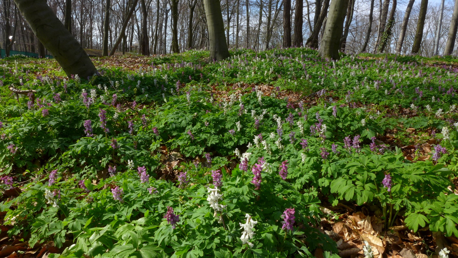 Buchenwald im Frühjahrsaspekt (Volkspark Rehberge)