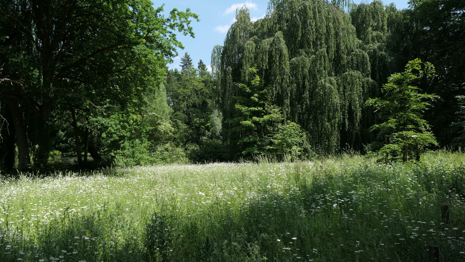 Frischwiese im Volkspark Rehberge