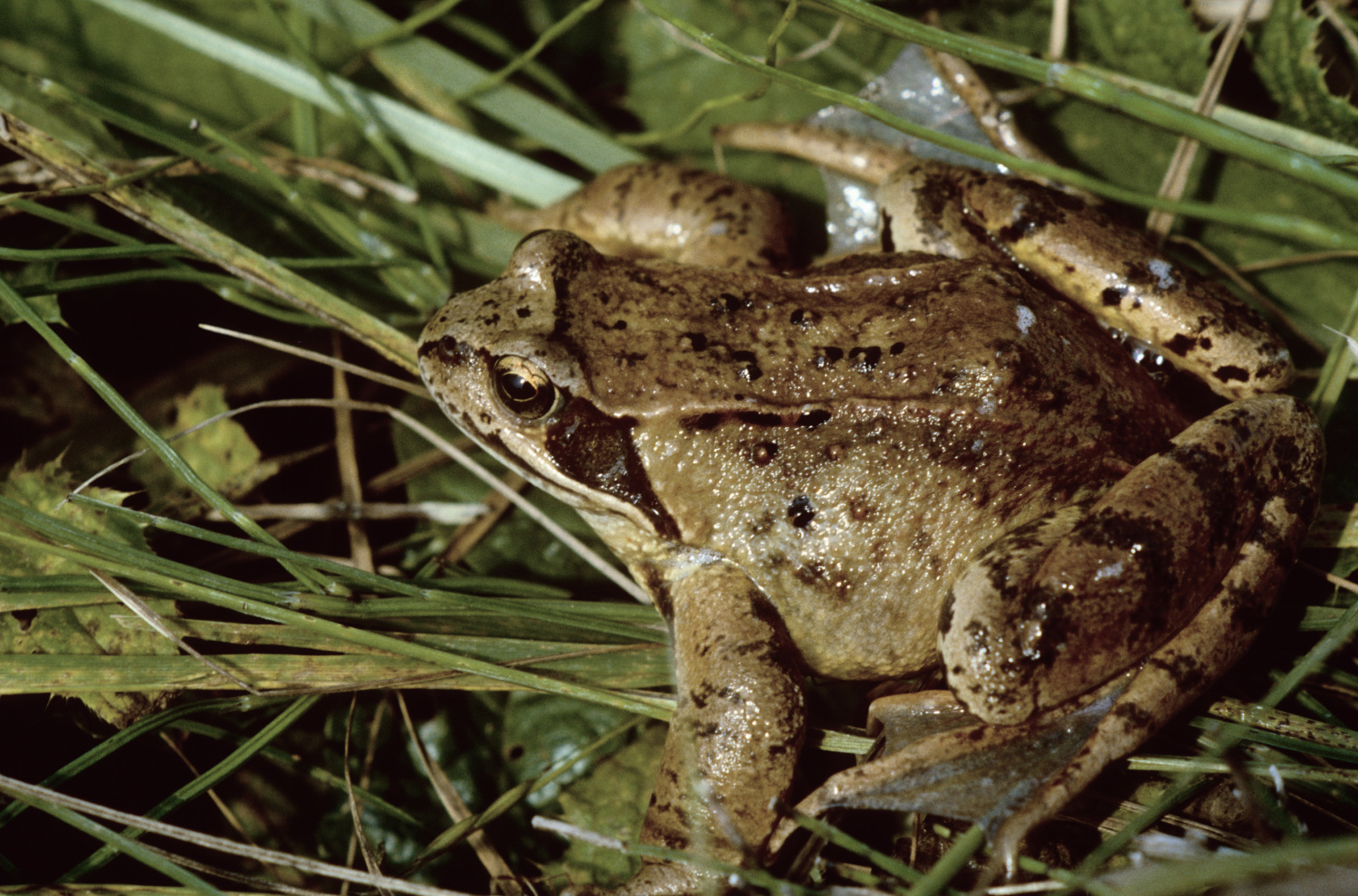 Grasfrosch (Rana temporaria) - gefährdet