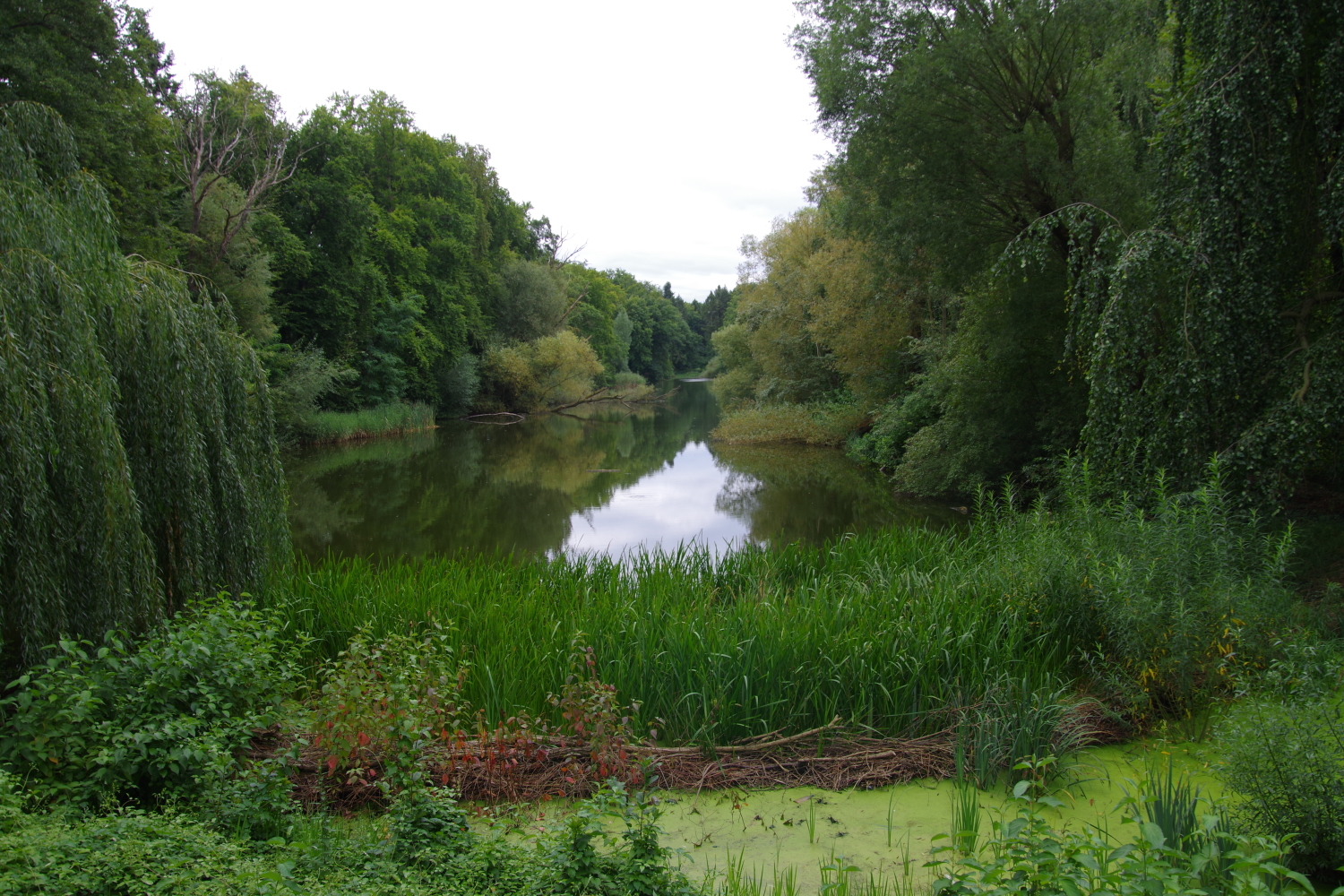 Möwensee im Volkspark Rehberge