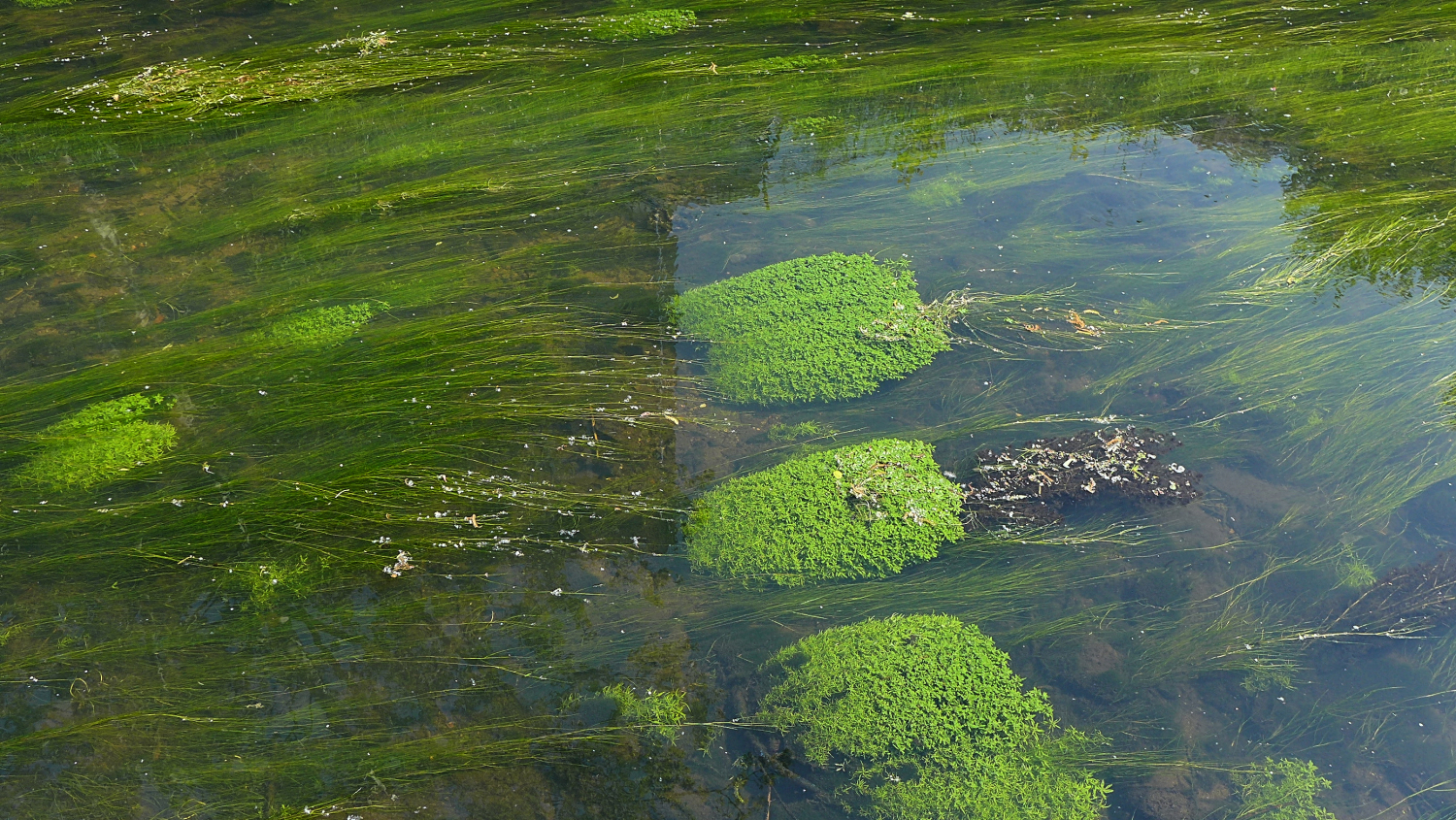 Unterwasservegetation mit Kamm-Laichkraut und Wasserstern in der Panke