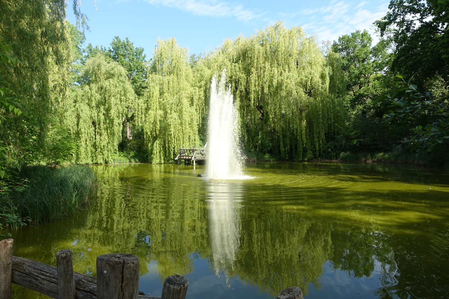 Der Große Teich (Schwanenteich), Foto 2021