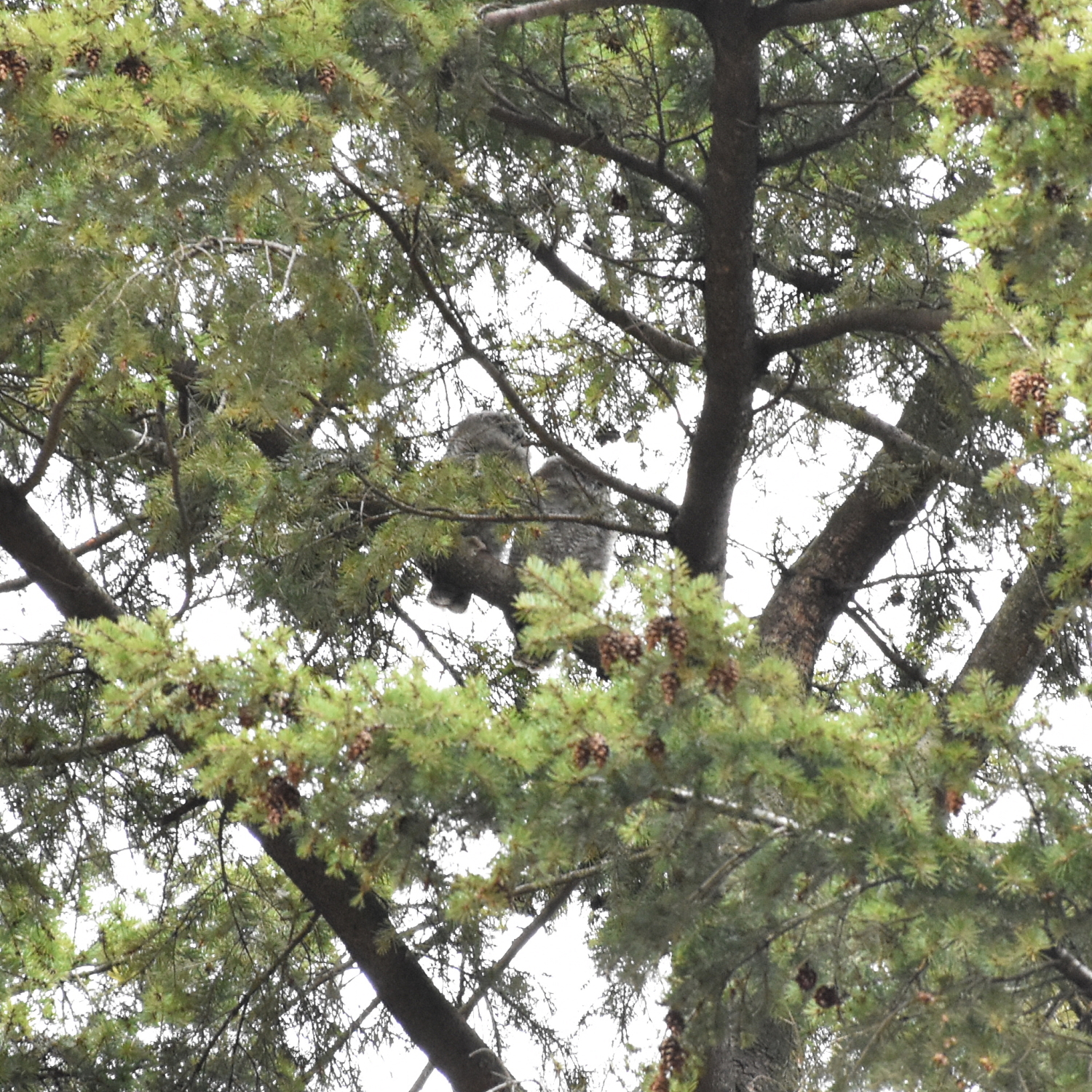 Eulen im Volkspark, Foto 2021