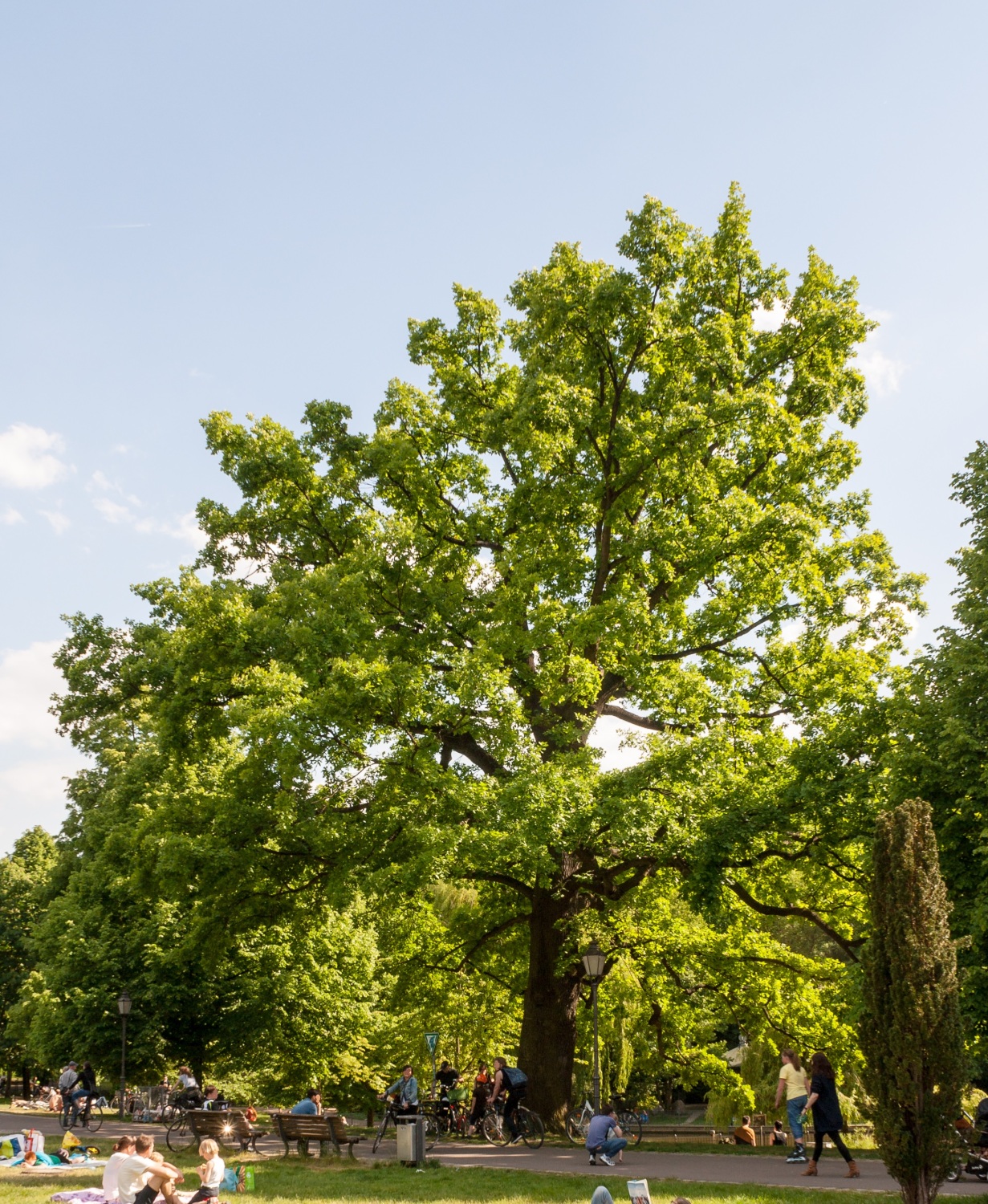 Naturdenkmal Stieleiche am großen Teich, Foto 2015 