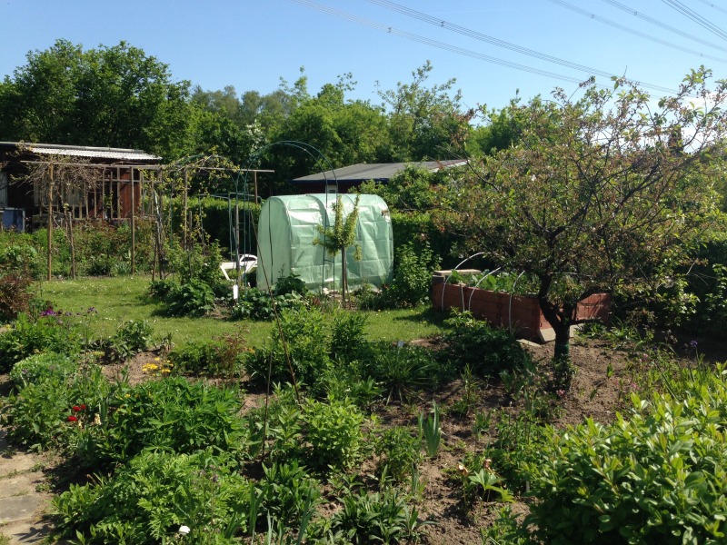 Blumenbeet mit Treibhaus im Hintergrund